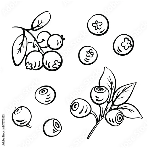 Blueberry and lingonberry. Black line sketch collection of fruits and berries isolated on white background. Doodle hand drawn fruits. Vector illustration	
