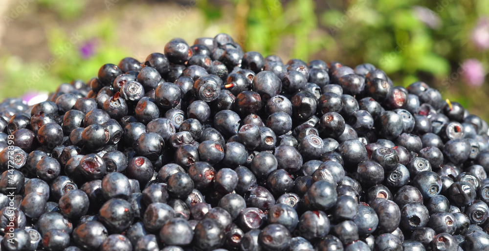 A close-up of ripe black berries of vaccinium myrtillus, European blueberry, or common bilberry rich in antioxidants and vitamin C. A close-up of ripe black berries of vaccinium myrtillus, European blueberry, or common bilberry rich in antioxidants and vitamin C.