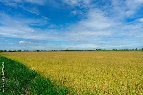 The rice fields  the sky is clear and the clouds are beautiful blue  the rice fields are golden yellow and ready to be harvested.