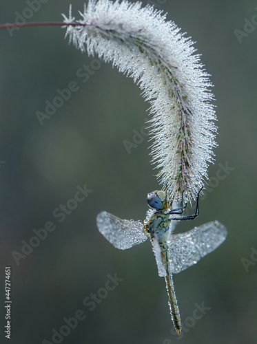 Wallpaper Mural Early in the morning dragonfly on a blade of grass dries its wings from dew under the first rays of the sun before flight Torontodigital.ca