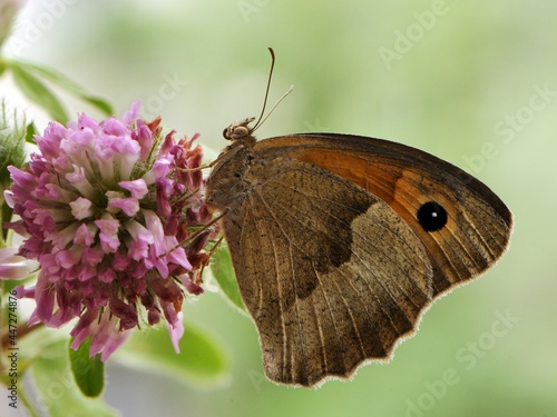 Wallpaper Mural a Butterfly Maniola jurtina in the early morning on a glade awaiting dawn Torontodigital.ca