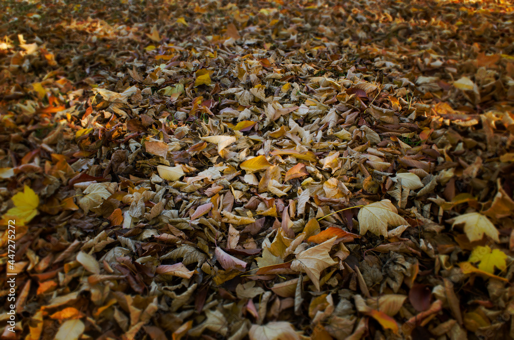 leaves on the ground, dry yellow leaves