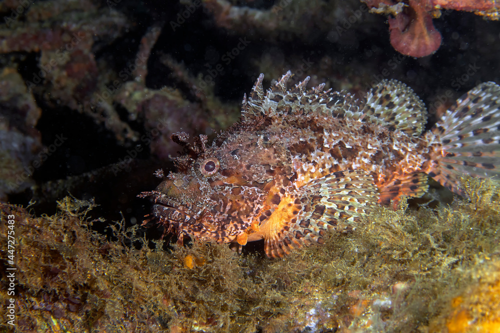 Red Scorpionfish (Scorpaena scrofa) in the Mediterranean Sea Red Scorpionfish (Scorpaena scrofa) in the Mediterranean Sea