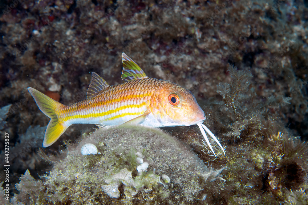 A Red Mullet (Mullus barbatus) in the Mediterranean Sea A Red Mullet (Mullus barbatus) in the Mediterranean Sea