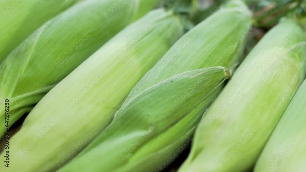 Ripe Corn, Unpeeled Corn Cobs, Macro, Close-up. The Background of Unpeeled, Not Cooked Corn. Fresh Harvest. Corn Is Isolated, Rotation. Ripe Corn, Unpeeled Corn Cobs, Macro, Close-up. The Background of Unpeeled, Not Cooked Corn. Fresh Harvest. Corn Is Isolated, Rotation.