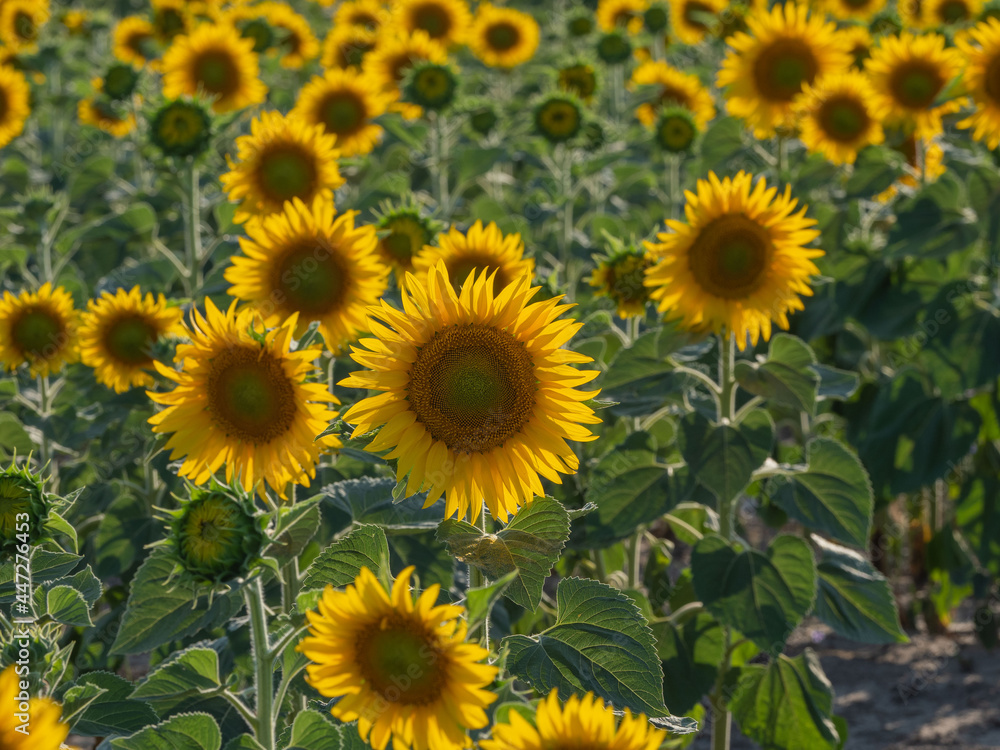 Yellow sunflowers on a field in the Pitelinsky district of the Ryazan region (Russia) in July, in sunny weather Yellow sunflowers on a field in the Pitelinsky district of the Ryazan region (Russia) in July, in sunny weather
