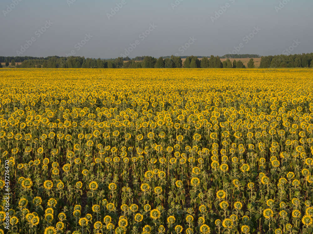 Fototapeta premium Yellow sunflowers on a field in the Pitelinsky district of the Ryazan region (Russia) in July, in sunny weather
