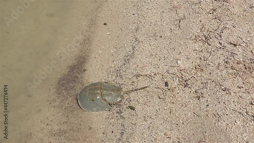 Atlantic horseshoe crab (Limulus polyphemus) is crawling along the sandy coast to the sea. Rio Lagartos, Yucatan, Mexico