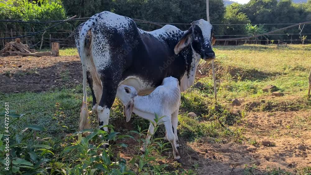 cow feeding the calf on the farm cow feeding the calf on the farm
