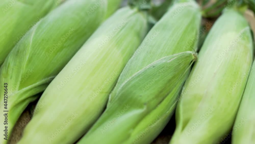Corn, Unpeeled Raw Corn Cobs, Rotation, Close-up. Background of Unpeeled Fresh Ears of Uncooked Corn. Healthy Vegan Food and a Vegetarian Protein Diet. Corn, Unpeeled Raw Corn Cobs, Rotation, Close-up. Background of Unpeeled Fresh Ears of Uncooked Corn. Healthy Vegan Food and a Vegetarian Protein Diet.
