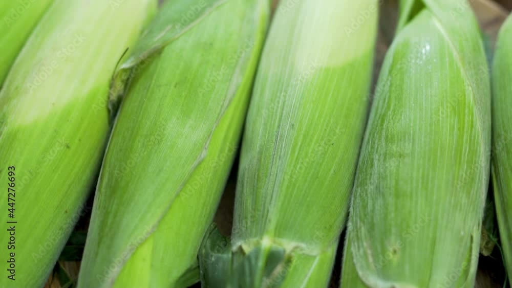 Raw Unpeeled Corn, Close-up, Rotation. Corn background. Corn Cobs Are Isolated. Fresh Harvest. Healthy Food and Diet. Raw Unpeeled Corn, Close-up, Rotation. Corn background. Corn Cobs Are Isolated. Fresh Harvest. Healthy Food and Diet.