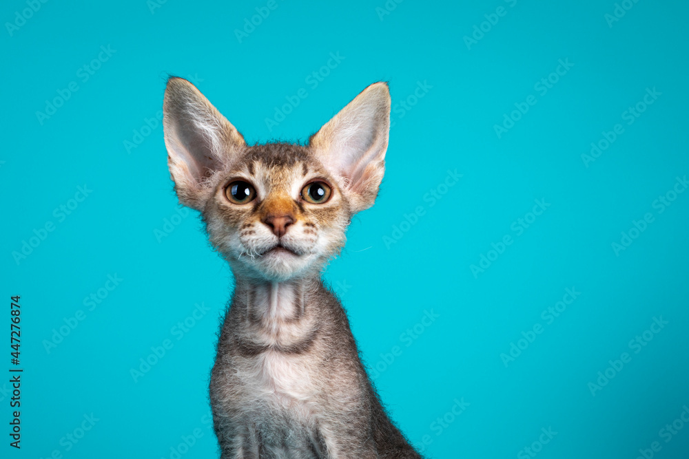 Head shot of a cute frizzy LaPerm cat kitten. Looking straight into lens. Isolated on a turquoise blue background. Head shot of a cute frizzy LaPerm cat kitten. Looking straight into lens. Isolated on a turquoise blue background.