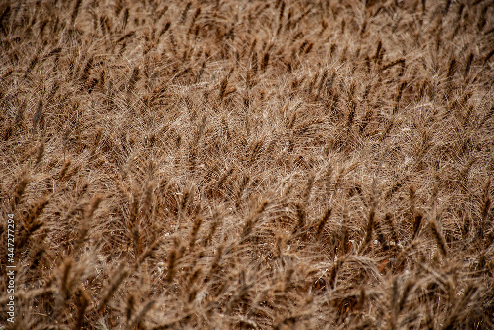 endless wheat field with golden ears waving in a light breeze endless wheat field with golden ears waving in a light breeze