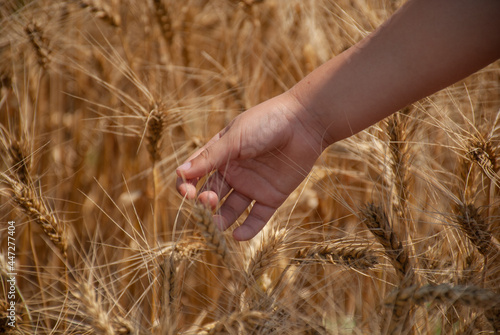 A small child's hand gently touches the ears of ripe golden wheat in the bright sunlight