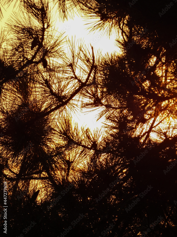 Naklejka premium sunset in the forest