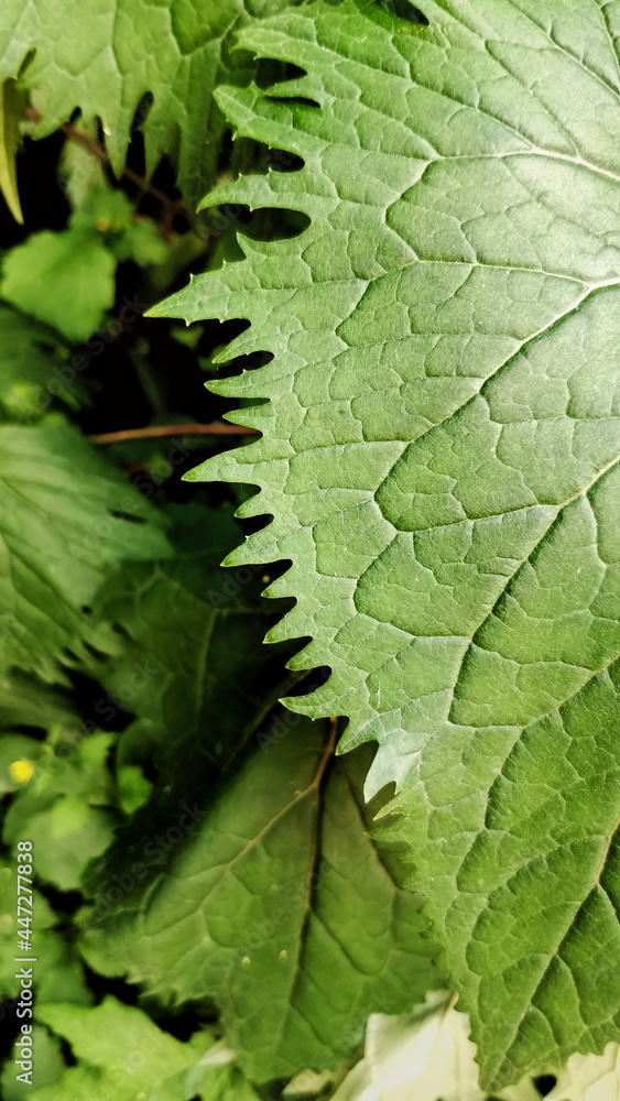 Textured edge green leaf. Close up. Selective Focus. Natural Vivid Background With Wild Nature. Wallpaper Textured edge green leaf. Close up. Selective Focus. Natural Vivid Background With Wild Nature. Wallpaper