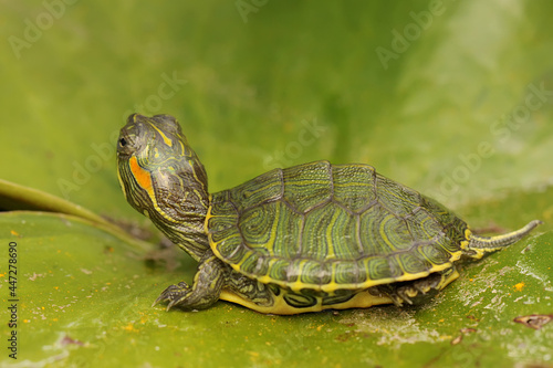 A red eared slider tortoise is basking on a lotus leaf before starting its daily activities. This reptile has the scientific name Trachemys scripta elegans. 