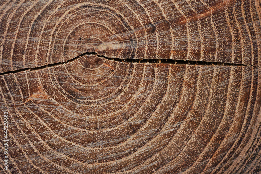 Fototapeta premium tree ring texture