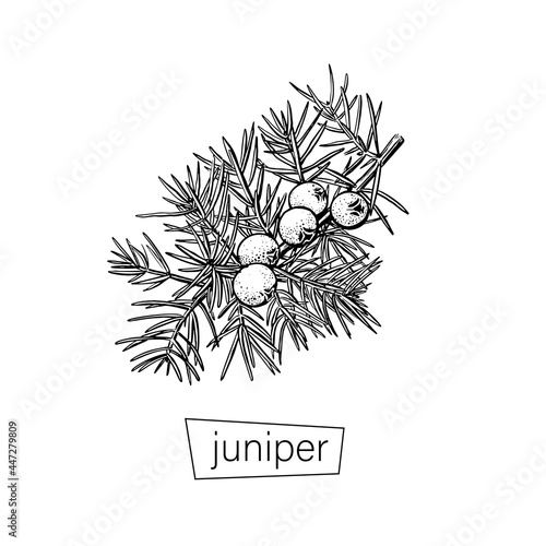 Vintage engraved illustration with black juniper cone sketch on white background for decorative design. Vector graphic hand drawn.