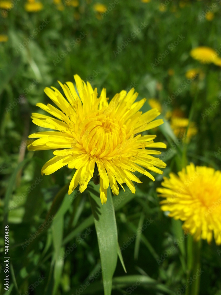 Cozy dandelion. Wild flowers. Beautiful plants Cozy dandelion. Wild flowers. Beautiful plants
