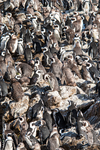 African penguin colony on a beach in Cape Town, South Africa