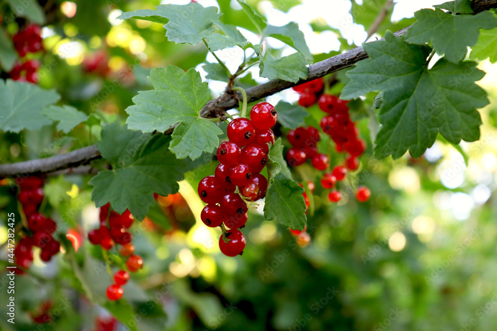 Red currants on a branch in the garden. Bunches of red currants Red currants on a branch in the garden. Bunches of red currants