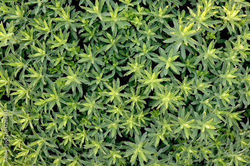 Beautiful natural background from green plants. View from above