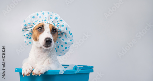 Funny friendly dog jack russell terrier takes a bath with foam in a shower cap on a white background. Copy space