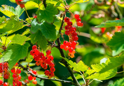 Close up with bunches of currant fruits at summer day