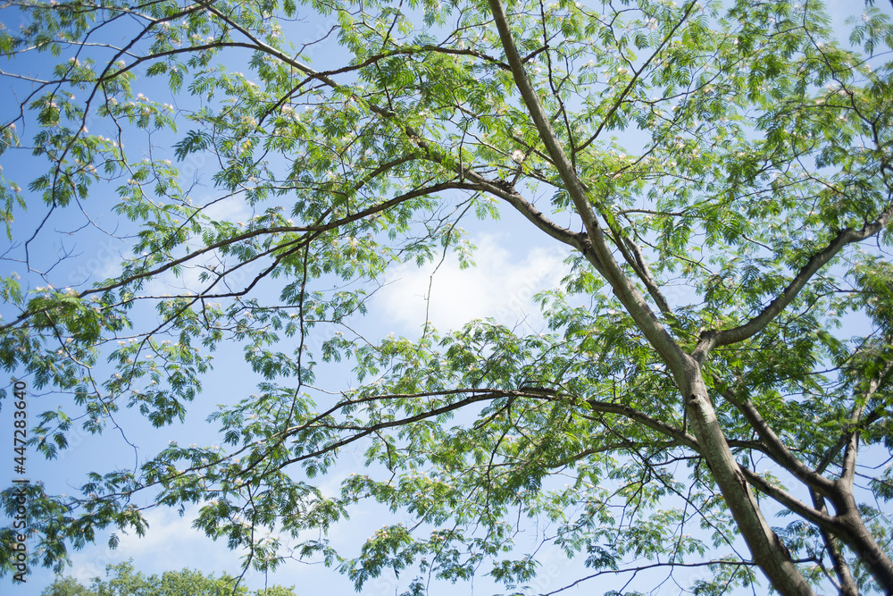Obraz premium 美しい樹木と青空