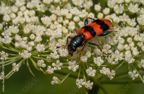 Richodes apiarius  on white flowers. It is an hairy small beetle with shining blue or black head and scutellum