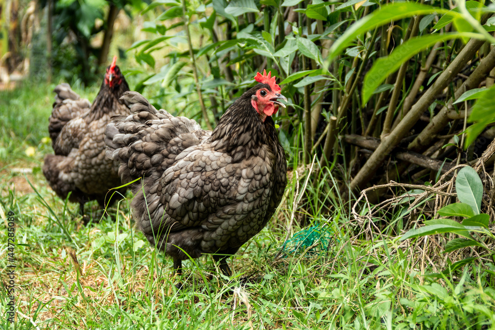 Laying hens Blue Australorp in husbandry natural animal free range lifestyle farming garden organic in the backyard.