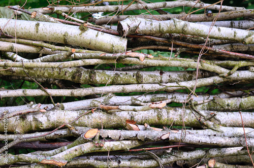 Zu einem Haufen übereienander gestapeltes Birkenholz