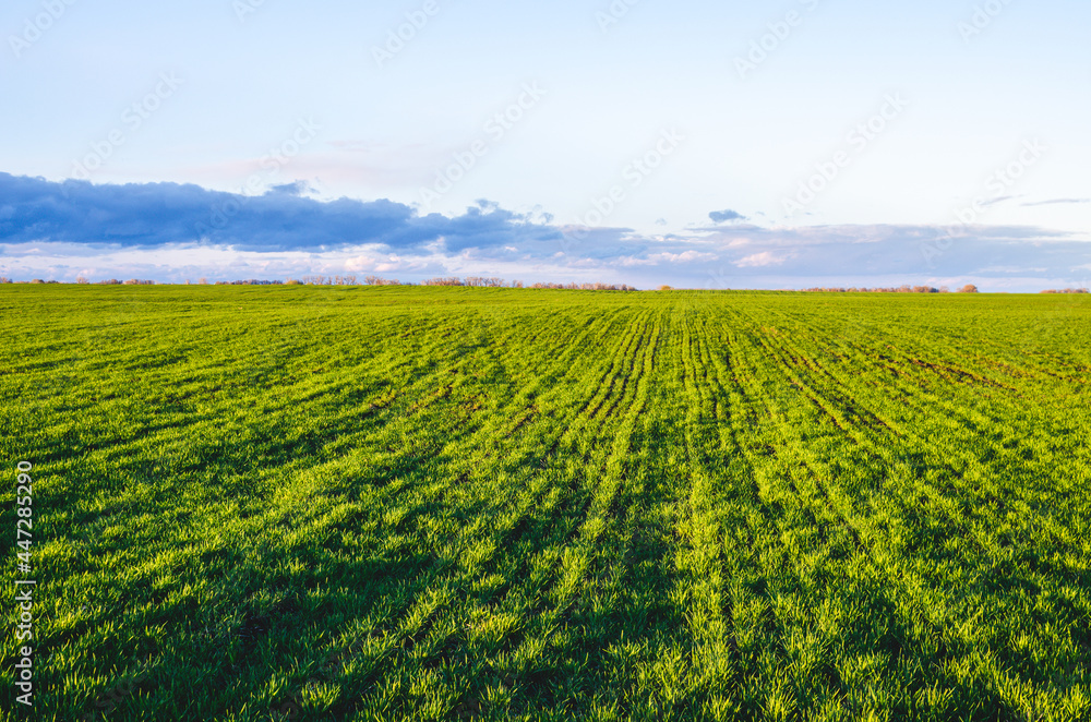 Green wheat plants field in early spring with sky and clouds