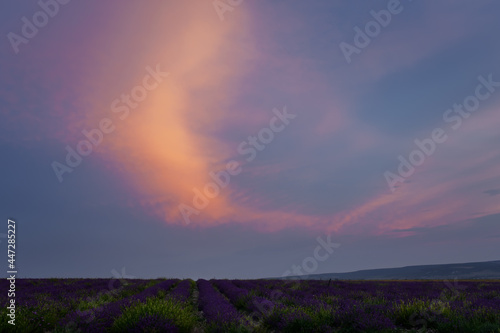 Purple clouds lavender field at sunset. Amazing colorful summer landscape. Atmospheric clouds are colored purple-pink. Dark contrasting clouds, evening dramatic light with a low horizon line.