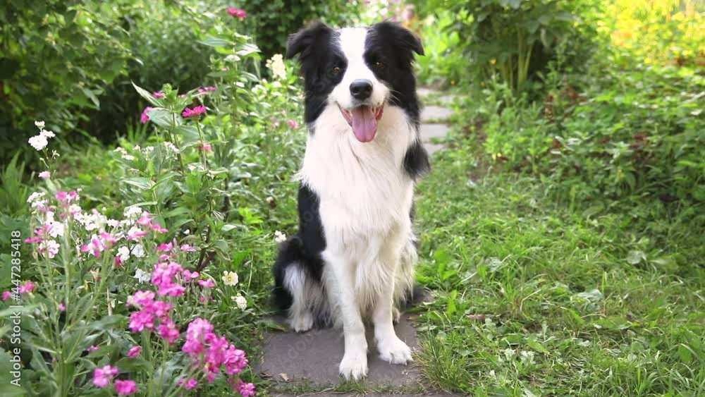 Outdoor portrait of cute smiling puppy border collie sitting on grass, park background. Little dog with funny face in sunny summer day outdoors. Pet care and funny animals life concept Outdoor portrait of cute smiling puppy border collie sitting on grass, park background. Little dog with funny face in sunny summer day outdoors. Pet care and funny animals life concept