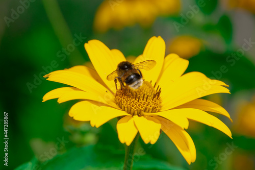 Pszczoła na żółtym kawiatku