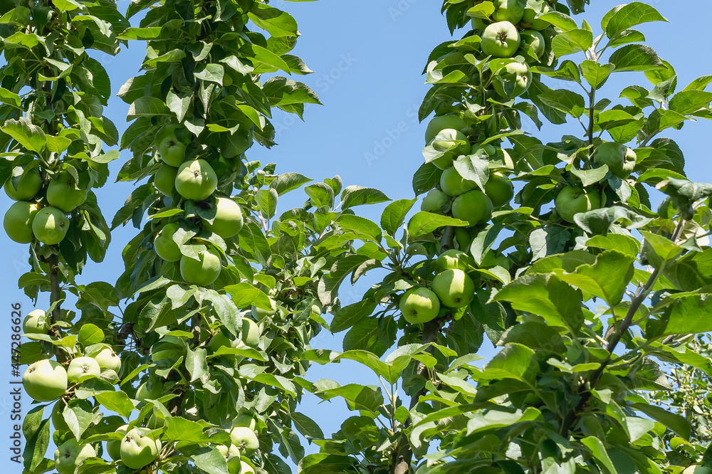 Columnar apple trees are strewn with green apples against the blue sky