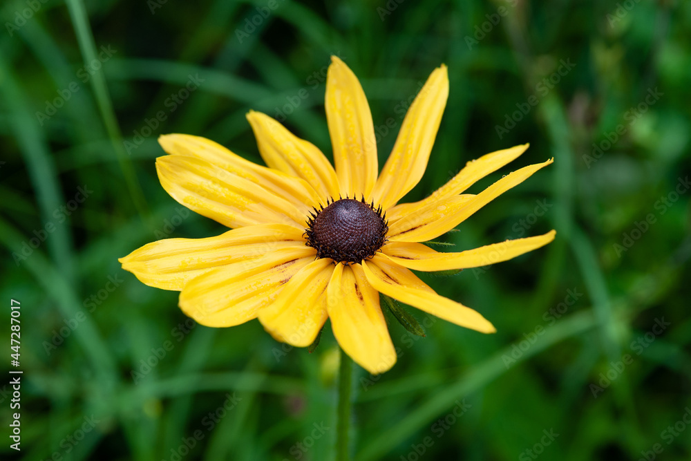 Rudbeckia flowers. Wet yellow Rudbeckia flowers in the flowerbed. Black-eyed Susan in the garden. Garden summer flowers. Selective soft focus.