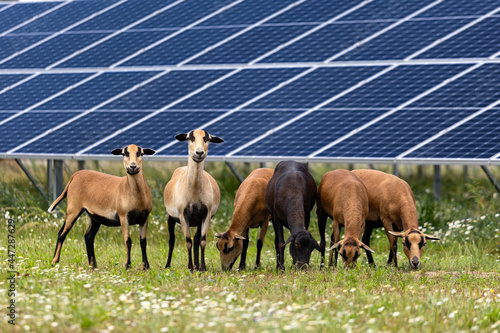 Bild auf Leinwand sheep in front of the solar panels