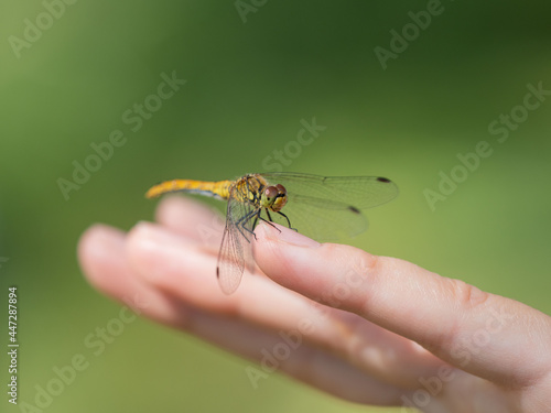 A large dragonfly sits on a human finger