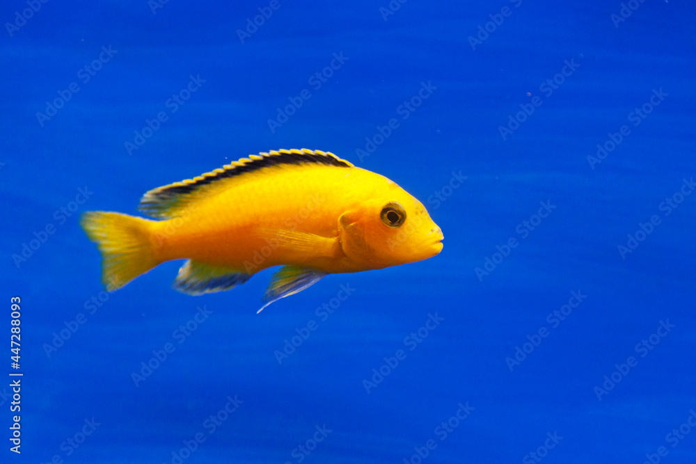 yellow aquarium fish against blue background yellow aquarium fish against blue background