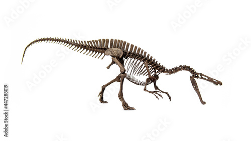 Fossil skeleton of Dinosaur Suchomimus isolated on white background. © Panupong