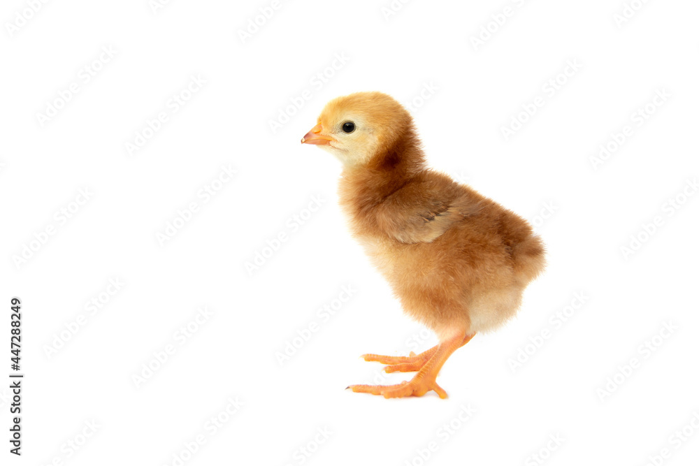 Chick of purebred egg chicken Rhode Island Red isolated on white background. Chick of purebred egg chicken Rhode Island Red isolated on white background.