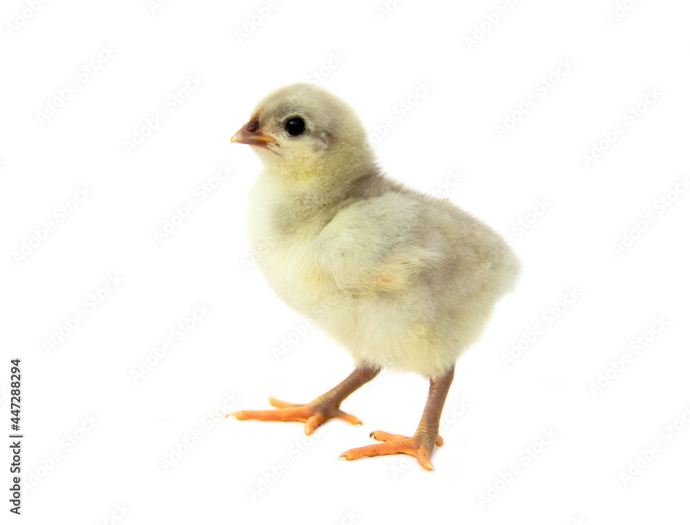 Chick of purebred egg chicken Splash Australorp  isolated on white background.