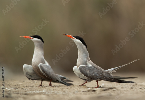 White-cheeked Tern courtship display at Asker marsh, Bahrain