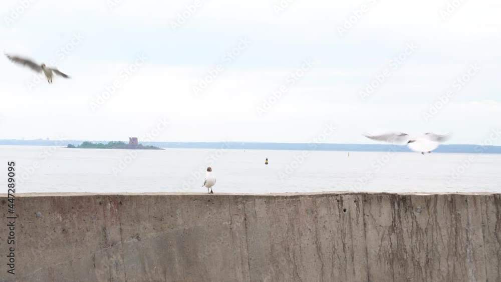 Sea view with black headed gulls landing in a pier.