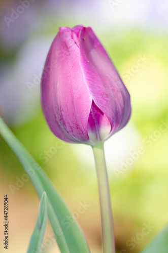 A purple tulip blooming on a spring day.
