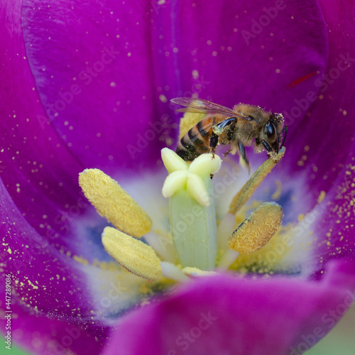 Obraz na płótnie A honeybee visiting a blooming tulip in spring.