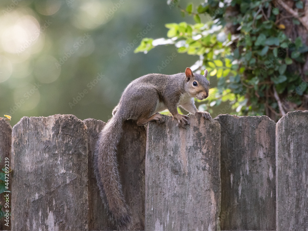 An American gray squirrel on a wooden garden fence. An American gray squirrel on a wooden garden fence.